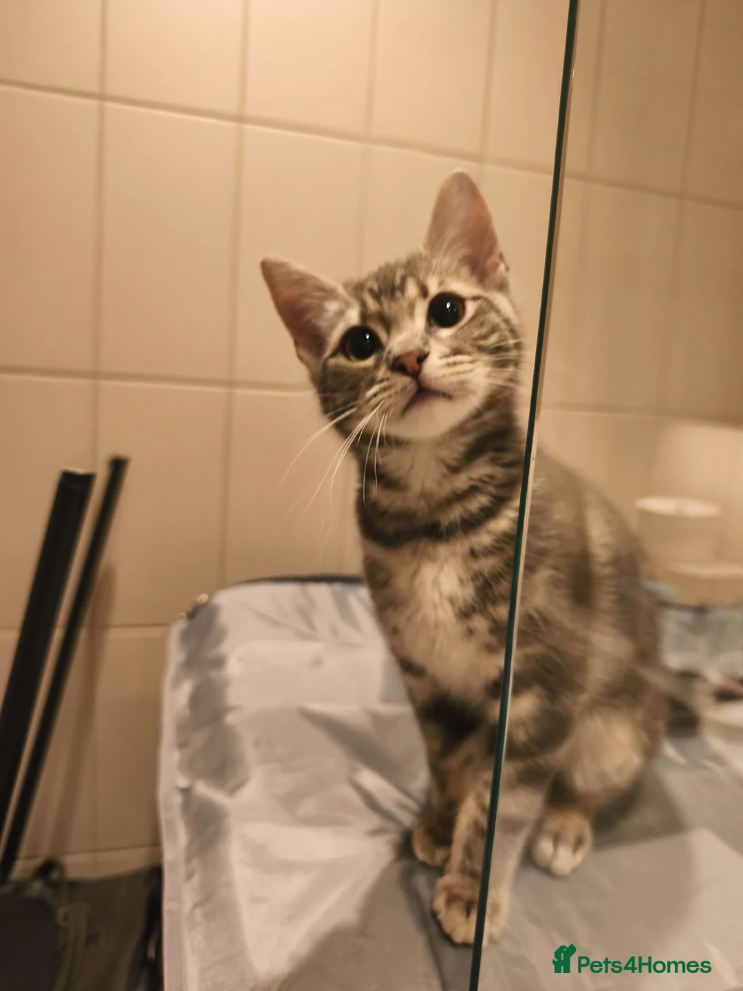 Mixed Breed cats for sale: 7-month old playful kitten - Advert 7