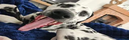 Dalmatian dogs for sale: Beautiful 1YearOld Dalmatian Boy in Chorley - Advert 4