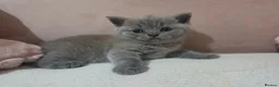 British Shorthair cats for sale: Girl  British blue - Advert 4