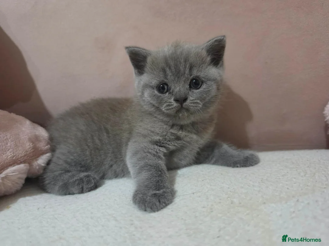 British Shorthair cats for sale: Girl  British blue - Advert 4