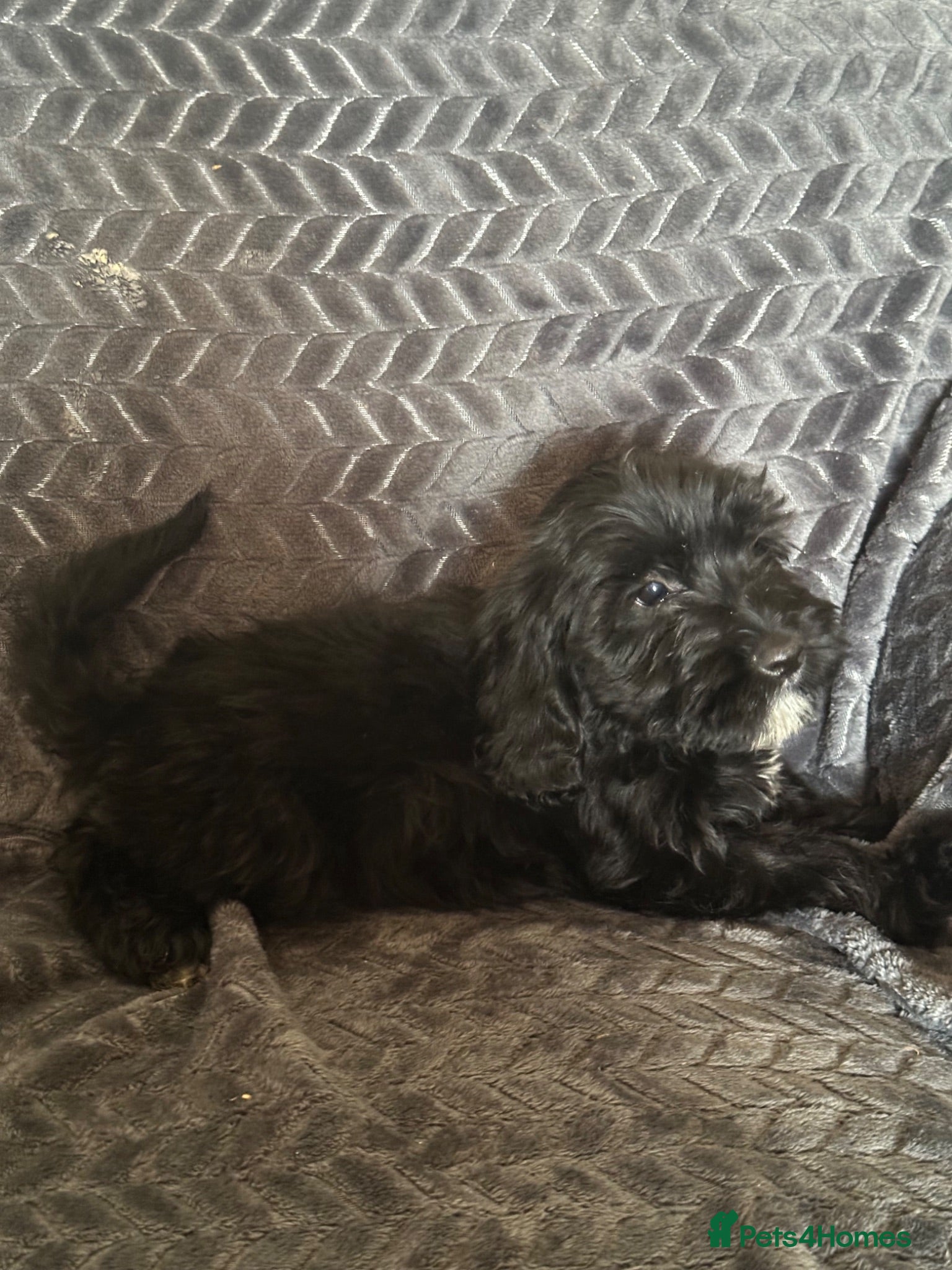 Cockapoo dogs Last boy! Fully vaccinated ! Reduced !  - Advert 14