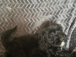 Cockapoo dogs Last boy! Fully vaccinated ! Reduced ! - Advert 14