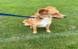 Border Collie dogs for sale: Cooper & Peach  - Image 9