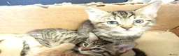 Mixed Breed cats for sale: Gorgeous playful chunky kittens  - Advert 5