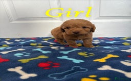 Cockapoo dogs for sale: Cockerpoos for sale  - Image 6