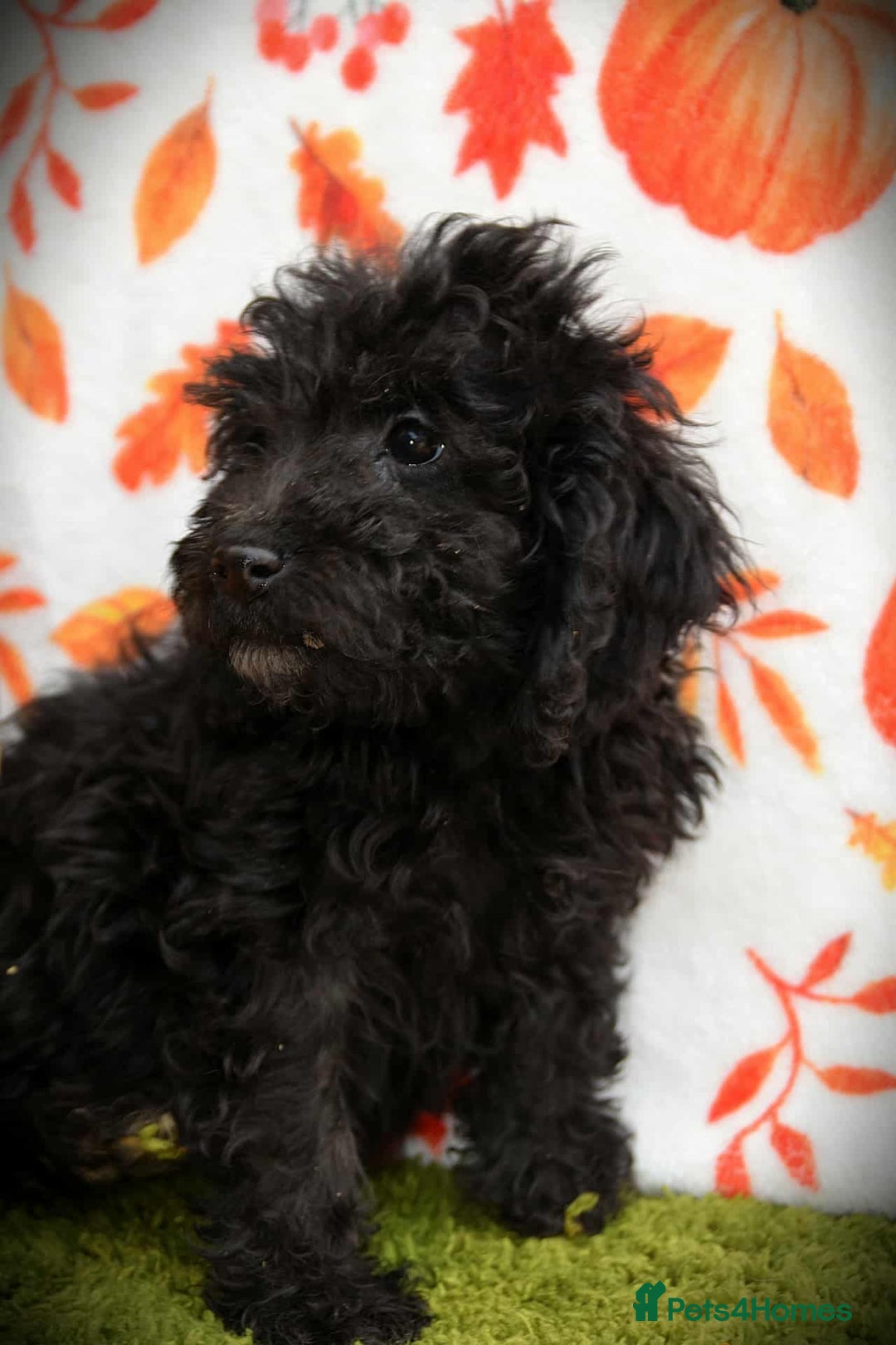 Cockapoo dogs for sale: Ready to go 10 October tiny toy cockapoos  - Image 25