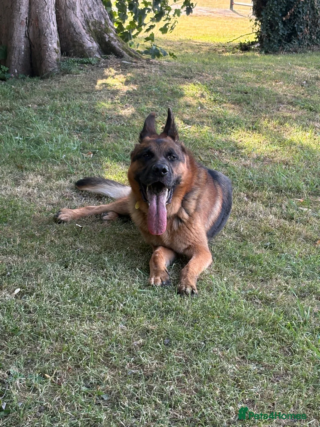 German Shepherd dogs for sale: GERMAN SHEPHERD DOG. - Advert 6