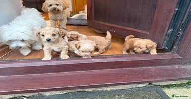 Maltipoo dogs - Advert 3