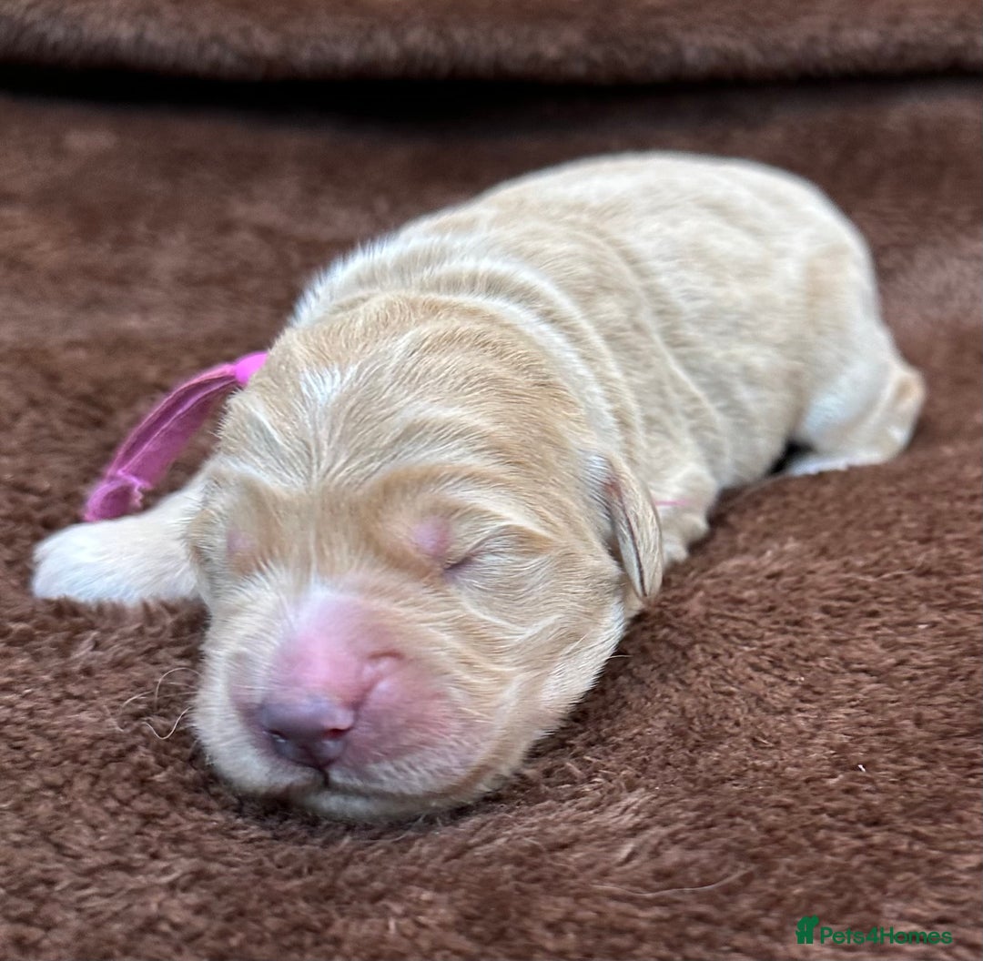 Double Doodle dogs for sale: Double Doodle puppies from Health tested parents - Image 15
