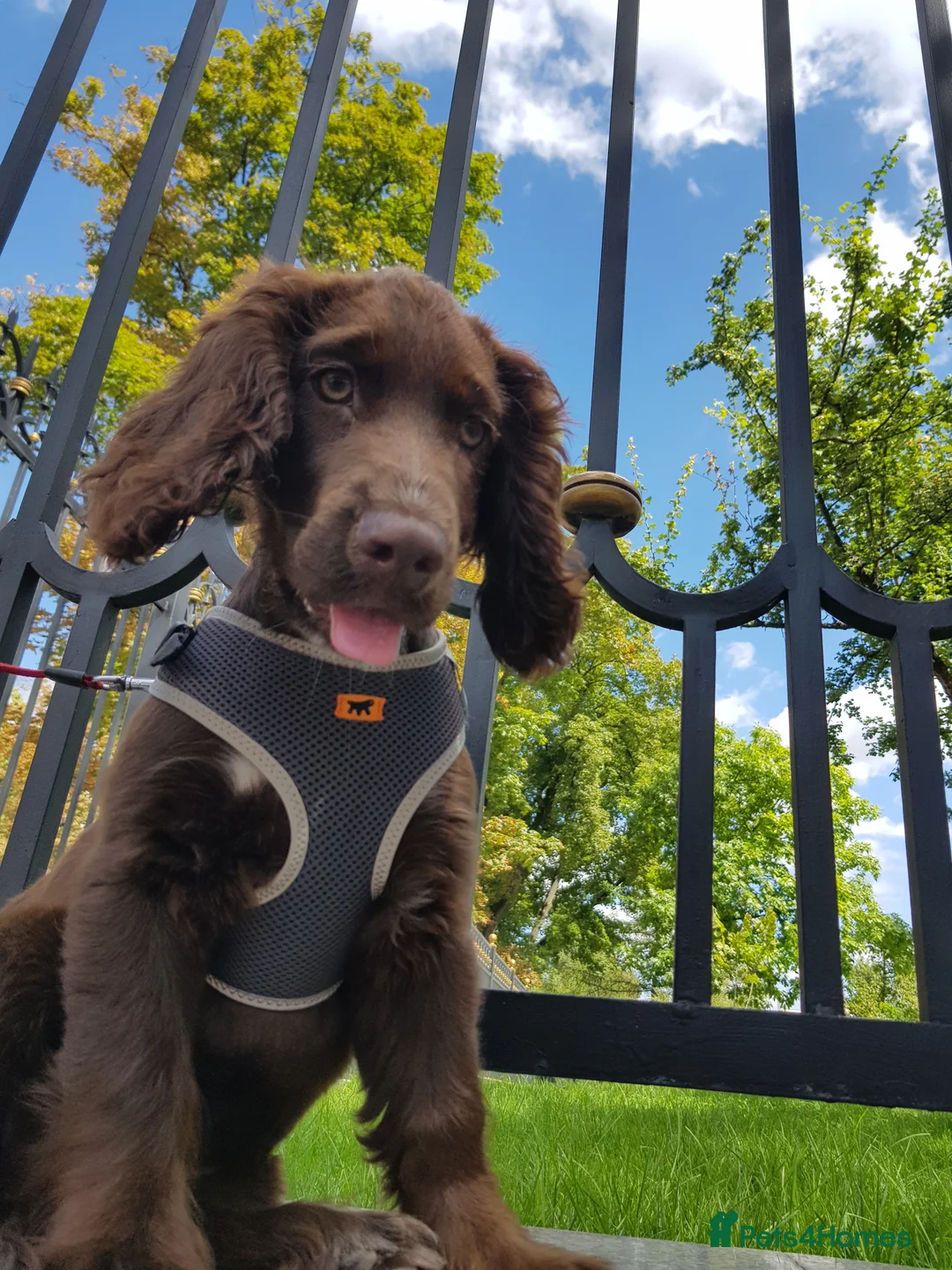 Field Spaniel dogs for stud: Proven Chocolate Spaniel for Stud  in Livingston - Advert 6
