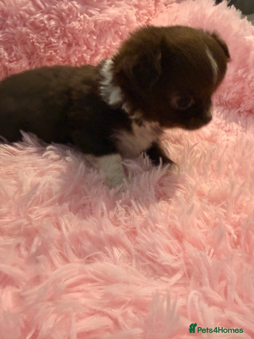 Chihuahua dogs for sale: Beautiful litter of four l/c CHIHUAHUAS READY NOW! - Advert 10