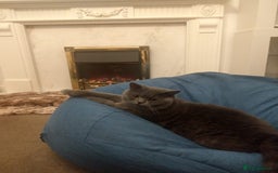British Shorthair cats for stud: British for stud in Hinckley - Image 12
