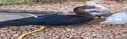 Ducks poultry for sale: Muscovy Drakes - Advert 6