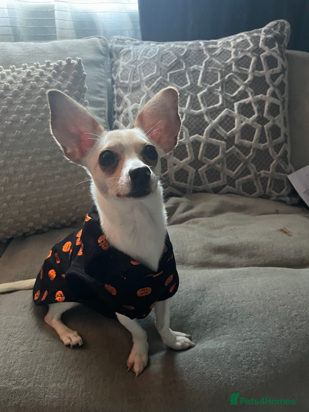 Chiweenie dogs for sale: Beautiful girl  - Advert 4