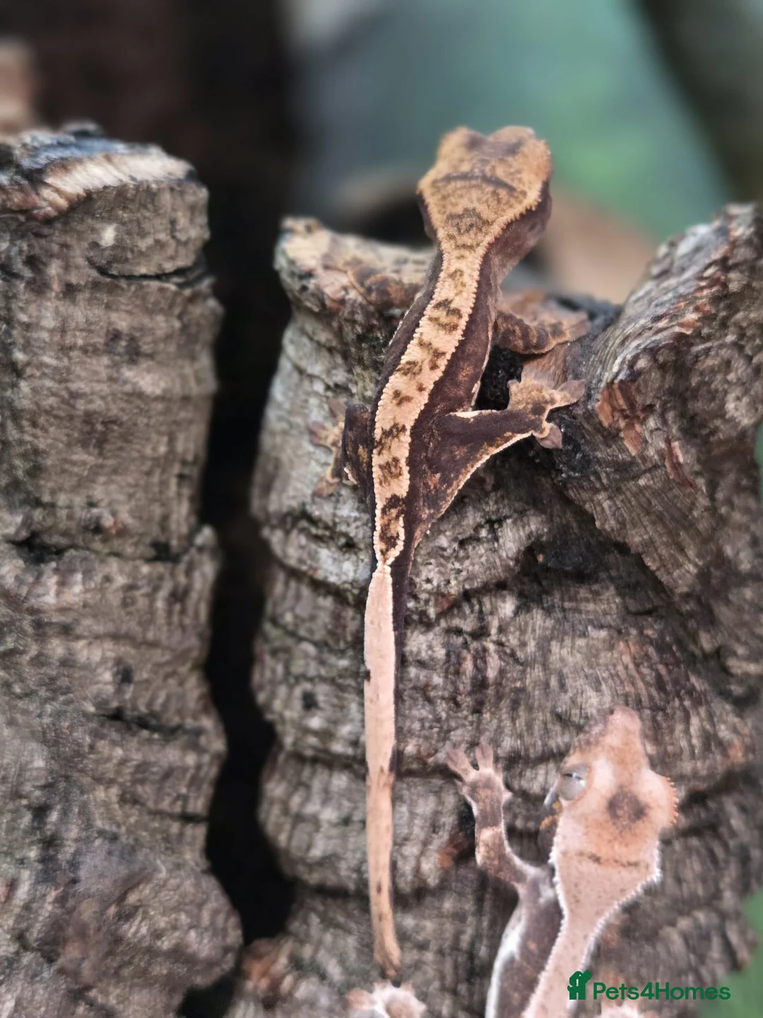 Gecko reptiles for sale: Lily white crested geckos - Advert 1