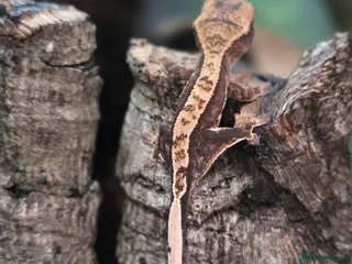 Gecko reptiles for sale: Lily white crested geckos - Advert 1