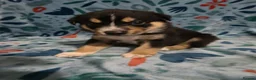 Mixed Breed dogs for sale: Staffie x Husky x Collie Puppies (4 Boys, 1 Girl) in Glasgow - Advert 25