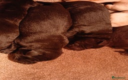 Labrador Retriever dogs for sale: Exceptional FTCHAMPION Labrador Retriever Puppies - Image 5