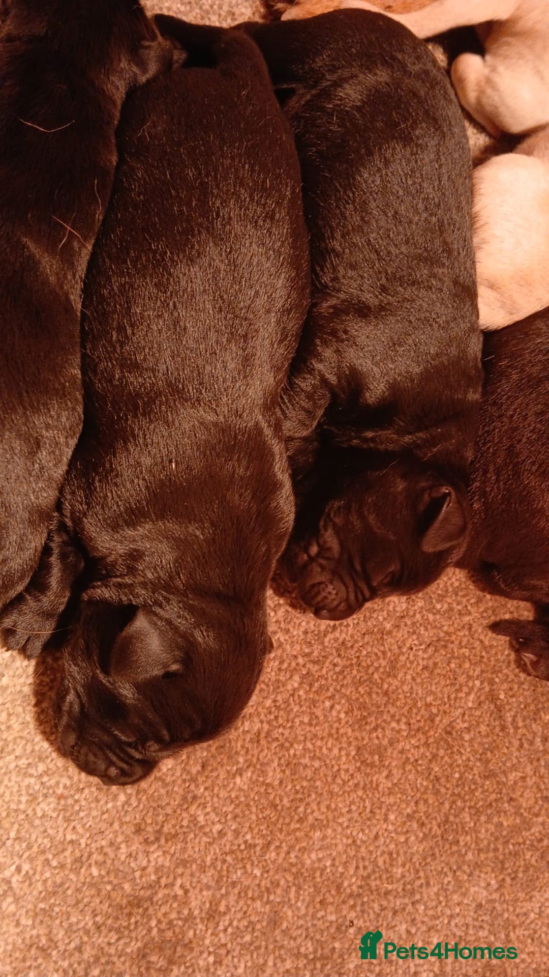 Labrador Retriever dogs for sale: Exceptional FTCHAMPION Labrador Retriever Puppies - Image 5