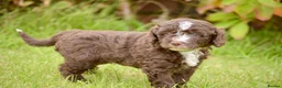 Spanish Water Dog dogs for sale: KC Spanish Water Dog Pups-Coastal Raised with ENS  - Advert 6