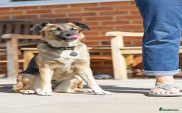 Mixed Breed dogs for adoption: Super Shelby - Image 15