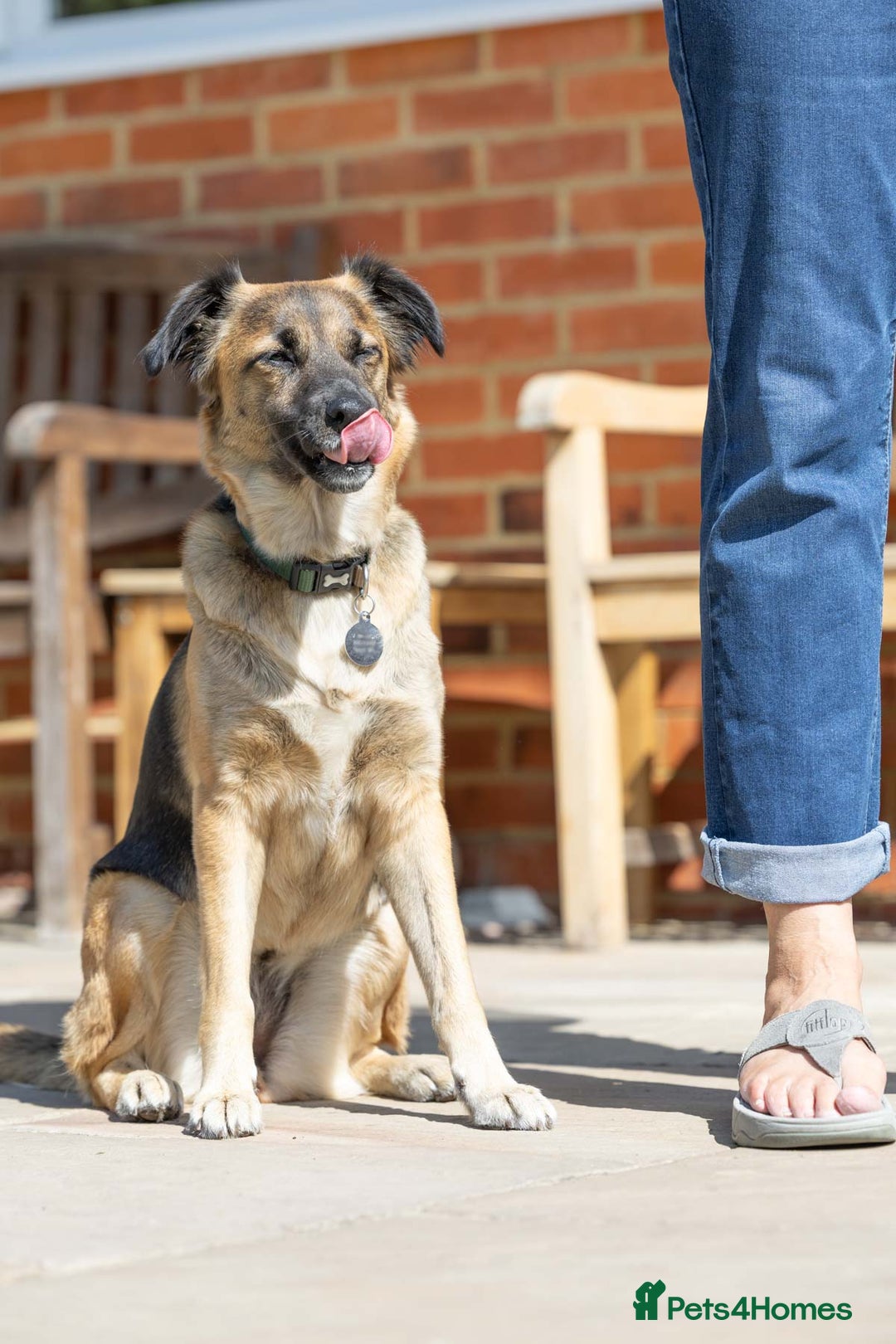 Mixed Breed dogs for adoption: Super Shelby - Image 15
