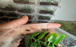 Spiders invertebrates for sale: Regale jumping spiders  - Image 2