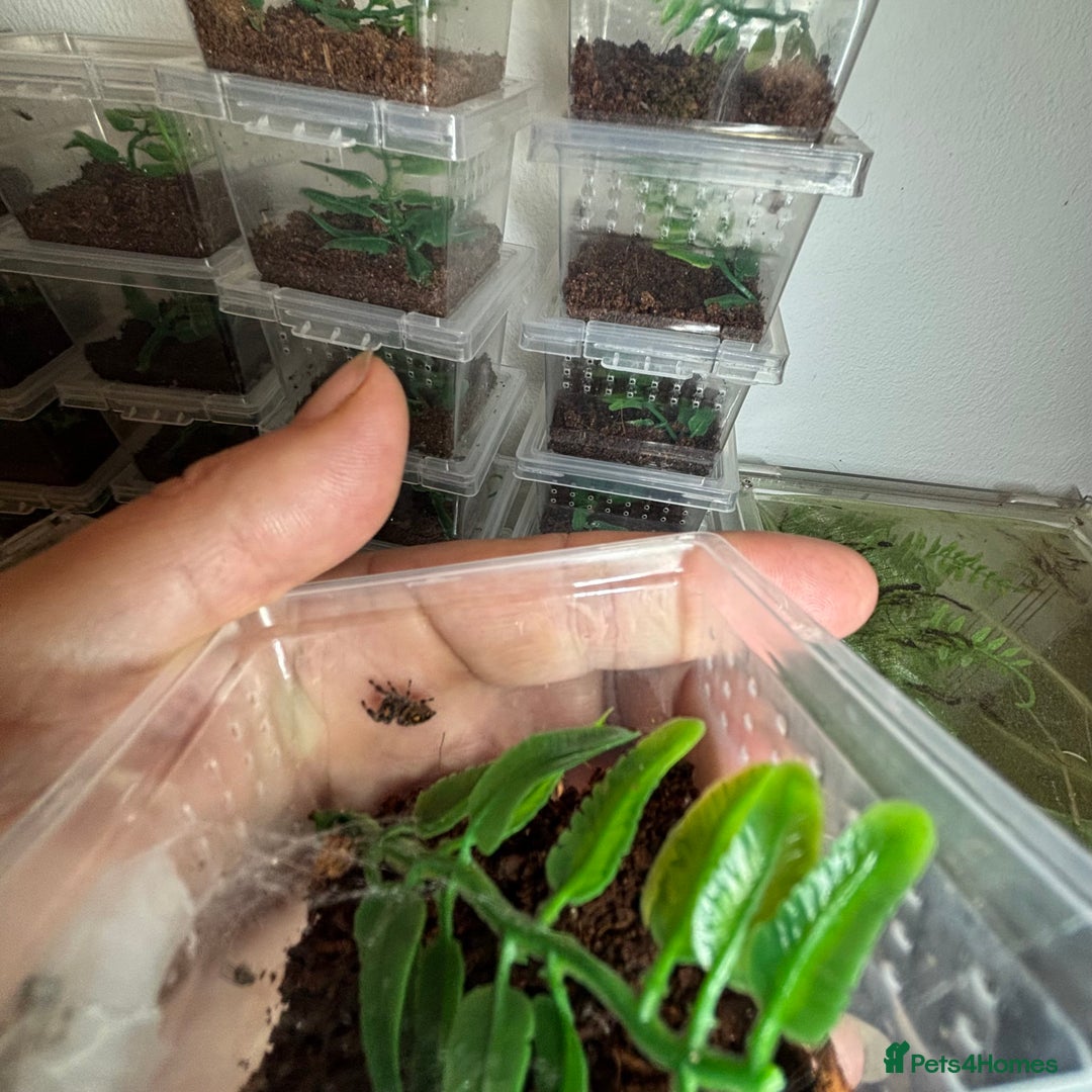 Spiders invertebrates for sale: Regale jumping spiders  - Image 2