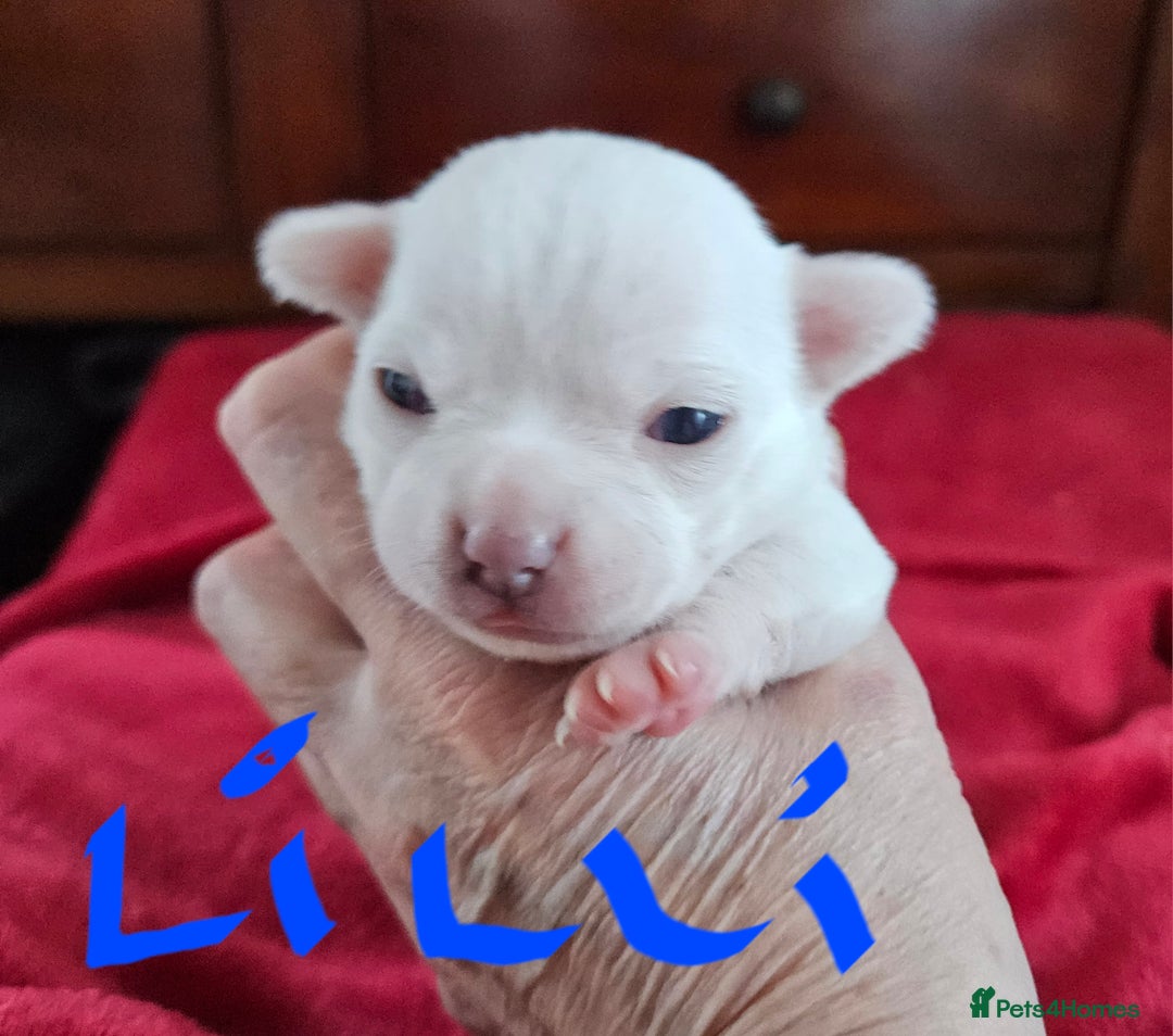 Chihuahua dogs for sale: Pure White With Blue Green Eyes Chihuahuas  - Advert 1