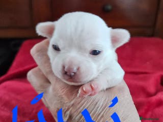 Chihuahua dogs Pure White With Blue Green Eyes Chihuahuas - Advert 1