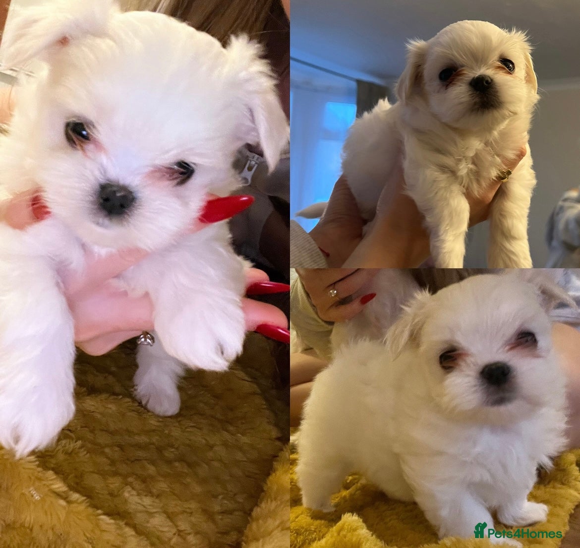 Maltese dogs Beautiful Maltese puppies home raised & socialised - Advert 15