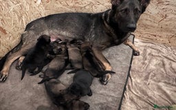 German Shepherd dogs for sale: 7 stunning kc reg working German shepherd pups - Image 1