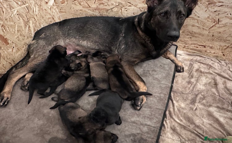 German Shepherd dogs - Advert 4