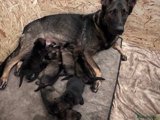 German Shepherd dogs - Advert 18