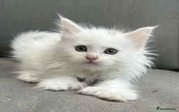 Maine Coon cats for sale: MAINE COON KITTENS SOME POLYDACTYL  - Image 13