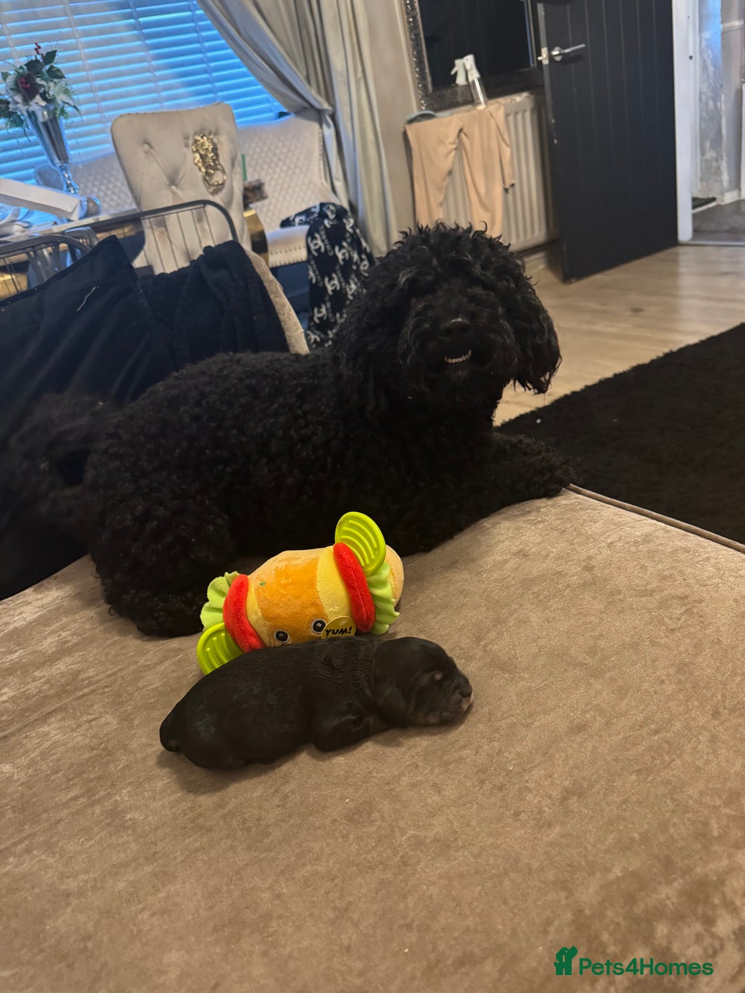 Cockapoo dogs for sale: Tri cockapoo girl  - Image 24