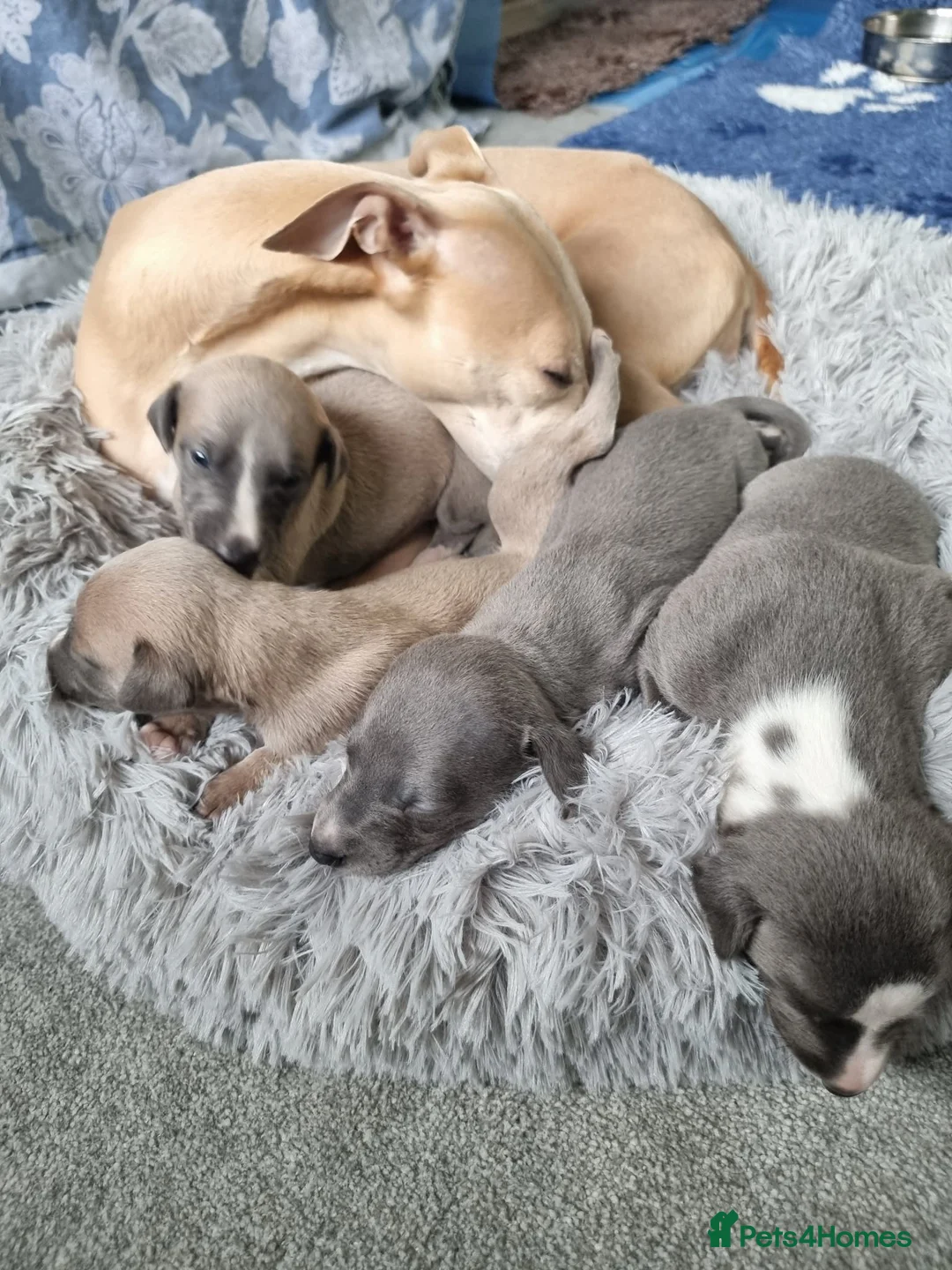 Whippet dogs for sale: Show quality whippets.  - Advert 4