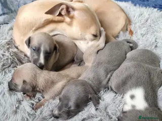 Whippet dogs Show quality whippets. - Advert 6