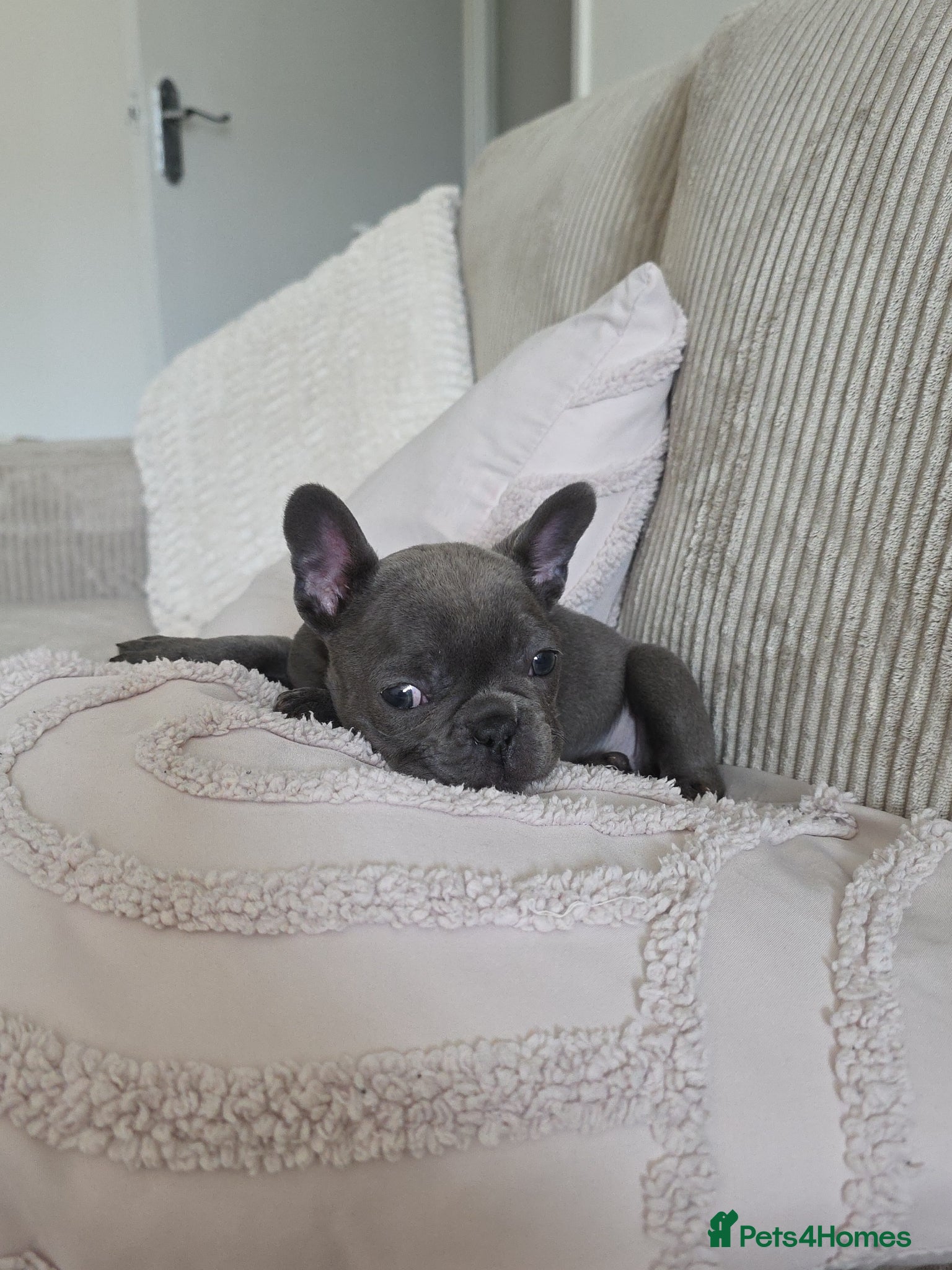 French Bulldog dogs French bulldog puppy - Advert 1