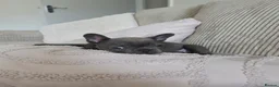 French Bulldog dogs for sale: French bulldog puppy - Advert 1