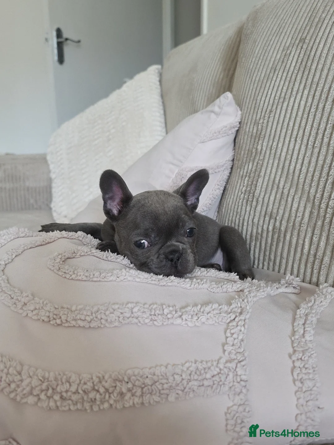 French Bulldog dogs for sale: French bulldog puppy - Advert 1