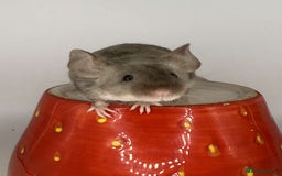 Mouse rodents for sale: Fancy mouse waiting list in Milton Keynes - Image 1