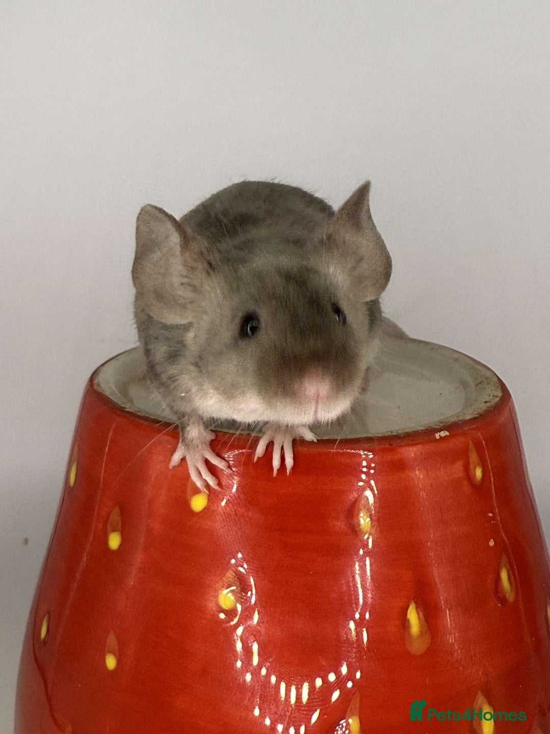 Mouse rodents for sale: Fancy mouse waiting list in Milton Keynes - Image 1