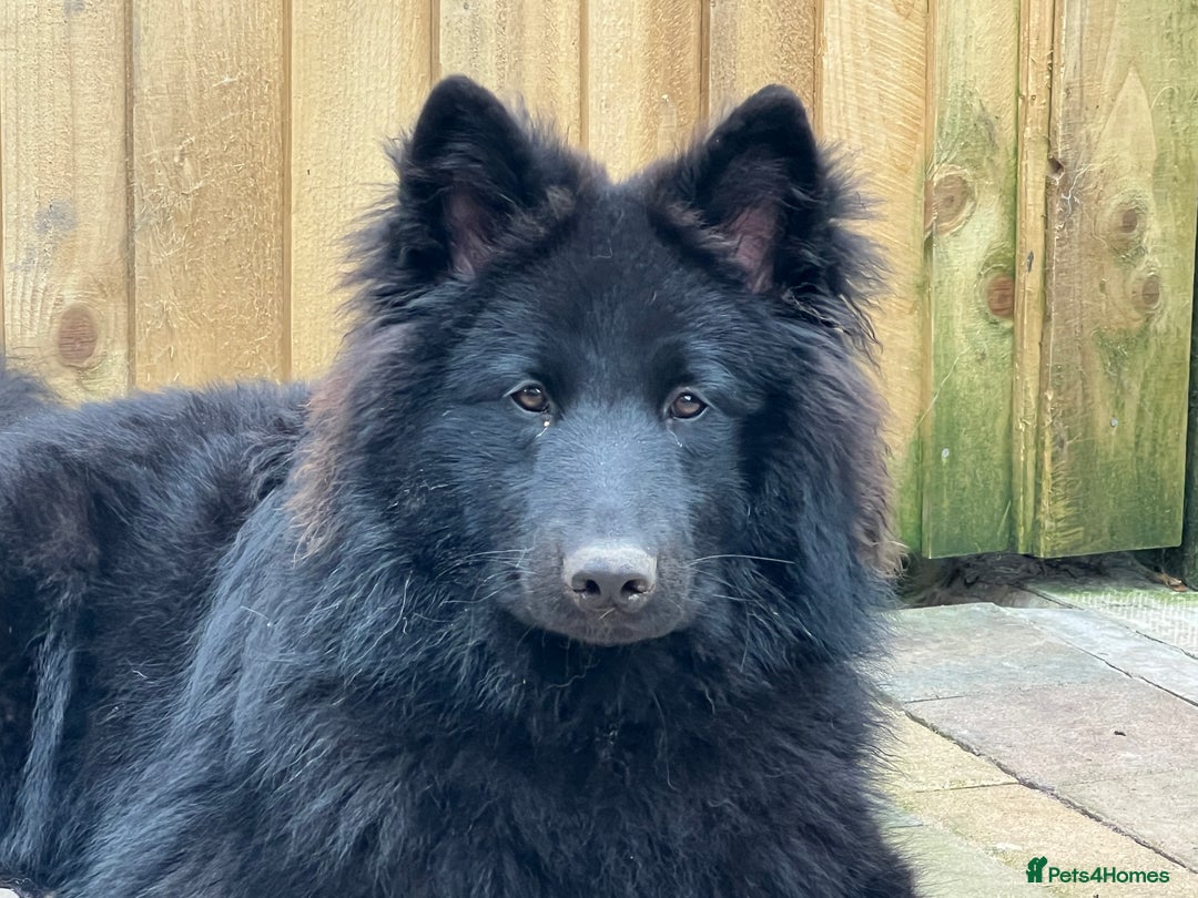 Mixed Breed dogs for stud: Solid Black Wolfalike Male Available at Stud  - Image 2