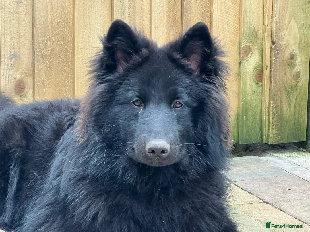 Mixed Breed dogs for stud: Samoyed x German Shepherd Available at Stud  - Advert 2