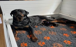 Rottweiler dogs for sale: The best of the best Rottweilers  - Image 40