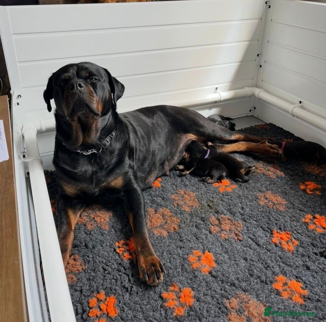 Rottweiler dogs for sale: The best of the best Rottweilers  - Image 40