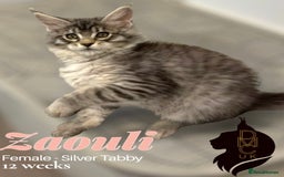 Maine Coon cats for sale: 1 male & 2 female Kittens in Arthog - Image 1