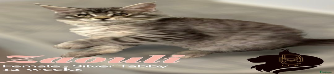 Zaouli