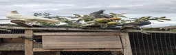 Pigeons birds for sale: Pigeons Mixed Variety  in Ashford - Advert 8